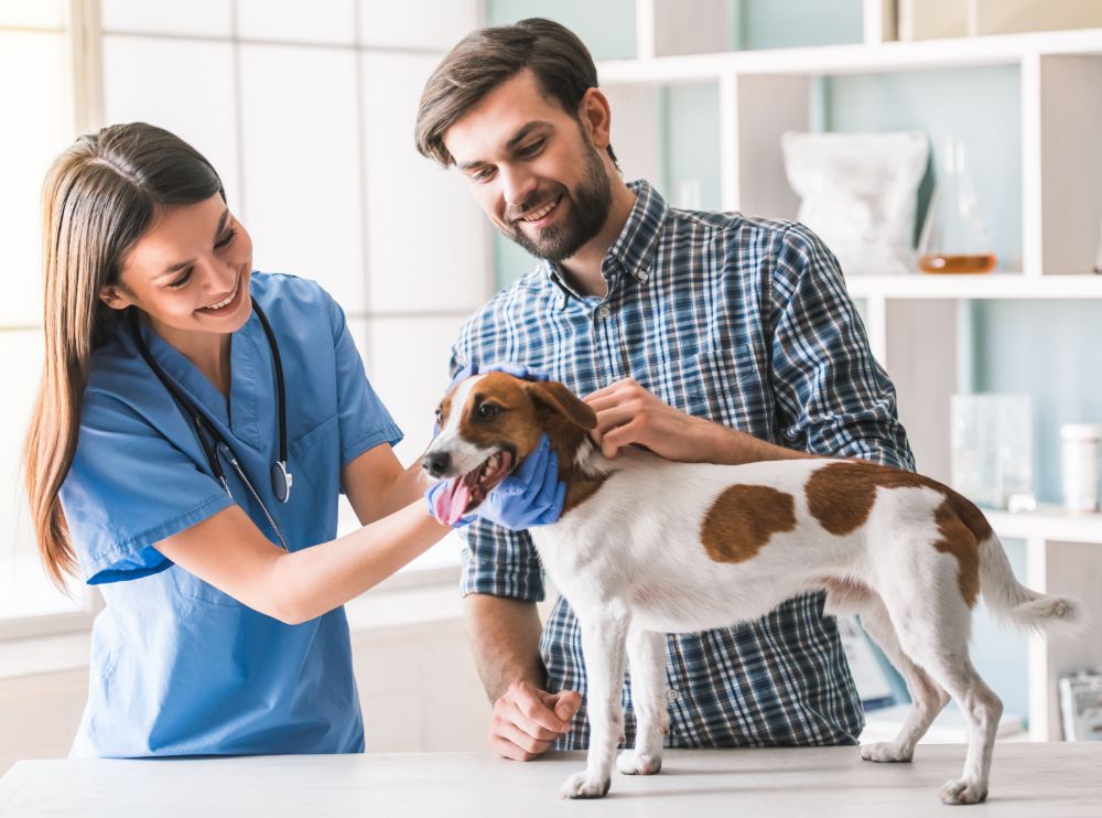 Médicos revisando perro