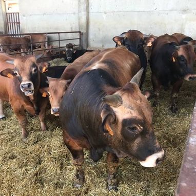 Clínica Veterinaria V3 Lleida vacas en corral