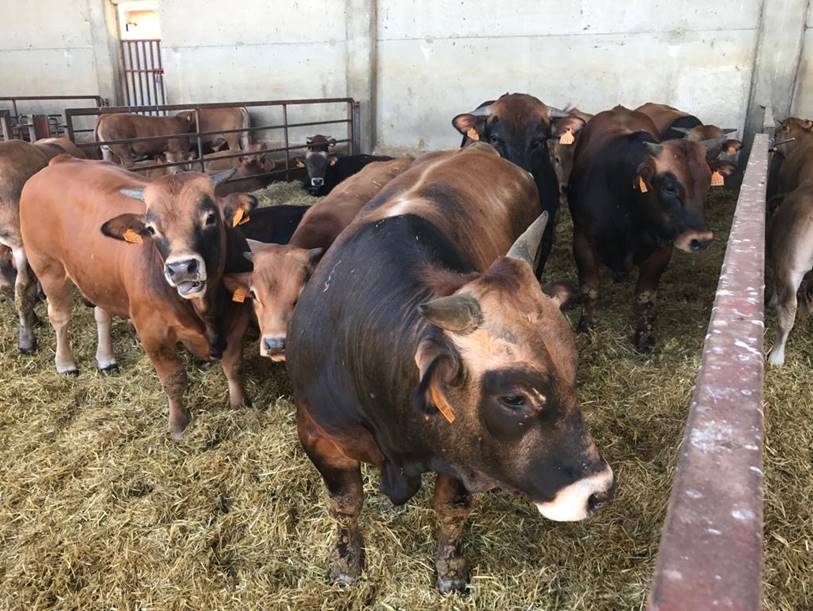 Clínica Veterinaria V3 Lleida vacas en corral