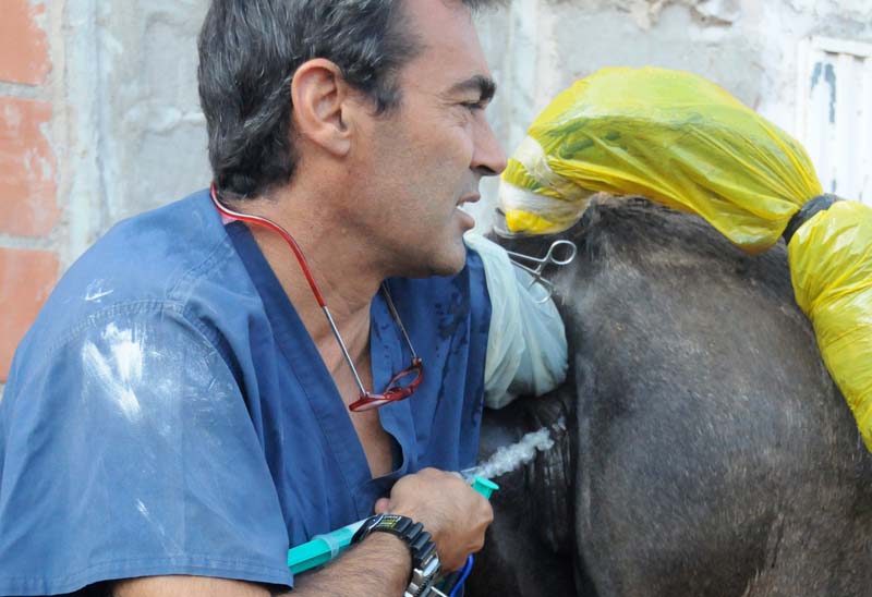 Clínica Veterinaria V3 Lleida Doctor realizando examen a caballo