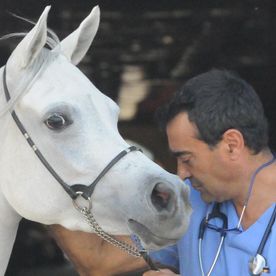 Clínica Veterinaria V3 Lleida Doctor con caballo blanco