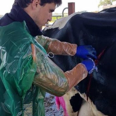 Clínica Veterinaria V3 Lleida cirugía a una vaca