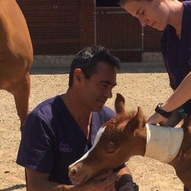 Clínica Veterinaria V3 Lleida Doctores realizando curación a caballos