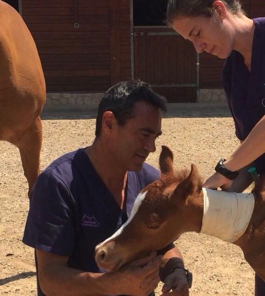 Clínica Veterinaria V3 Lleida Doctores realizando curación a caballos