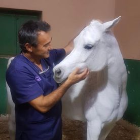 Clínica Veterinaria V3 Lleida Doctore acariciando caballo blanco