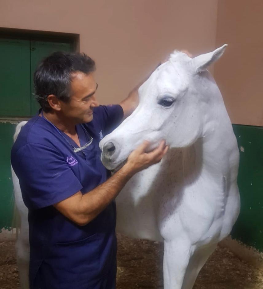 Clínica Veterinaria V3 Lleida Doctore acariciando caballo blanco